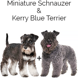 Kerry Blu Mini Schnauzer Dog